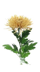 Crisantemo monoflor anastasia salmón