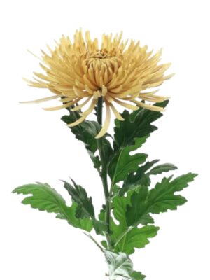 Crisantemo monoflor anastasia salmón