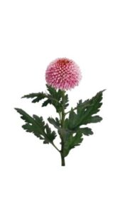 Crisantemo monoflor bonbon