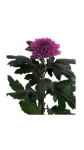 Crisantemo monoflor dante purple