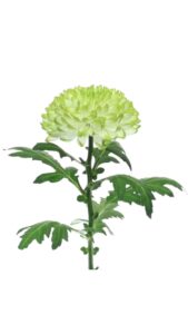 Crisantemo monoflor zembla lima