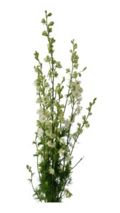 Delphinium blanco