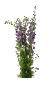 Delphinium malva