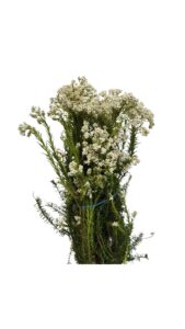 Flor de arroz blanca