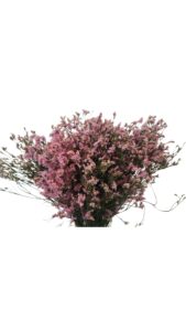 Limonium sinensis rosa