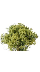 Limonium sinensis amarillo