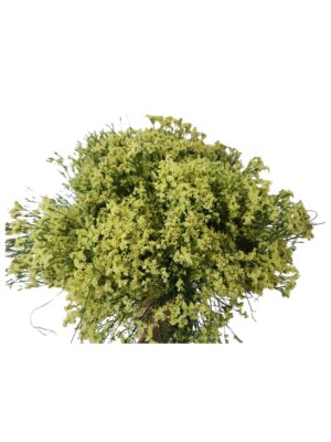 Limonium sinensis amarillo