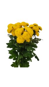 Margarita boton amarillo