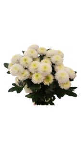 Margarita boton blanca