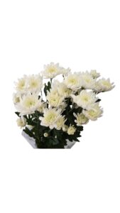 Margarita euro blanca