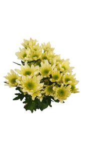 Margarita radost crema