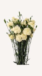 Mini clavel amarillo