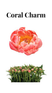 Paeonía coral