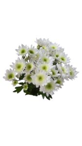 Margarita radost blanca