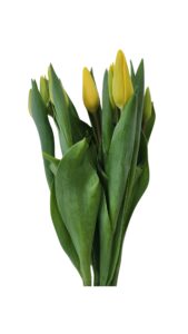 Tulipan amarillo