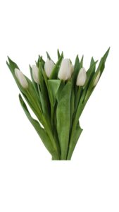 Tulipan blanco