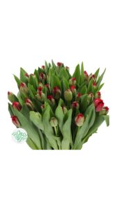 Tulipan rojo