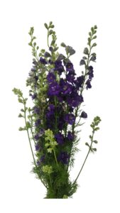 Delphinium azul