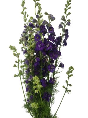 Delphinium azul