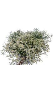 Limonium sinensis blanco