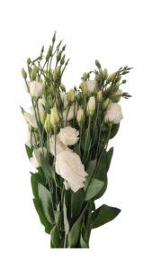 Lisianthus blanco