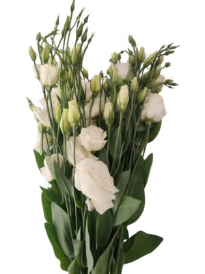 Lisianthus blanco