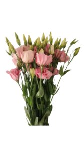 Lisianthus rosa