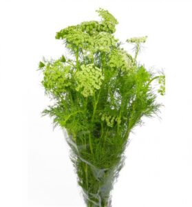 Ammi majus