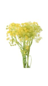 Ammi majus amarillo