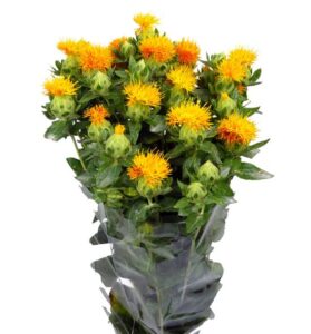 Carthamus