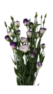 Lisianthus madrid