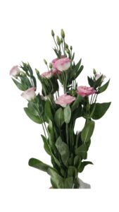 Lisianthus sevilla