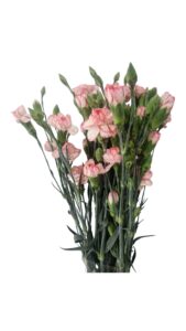 Mini clavel bicolor rosa