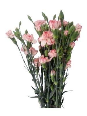 Mini clavel bicolor rosa