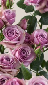 Rosa spray malva