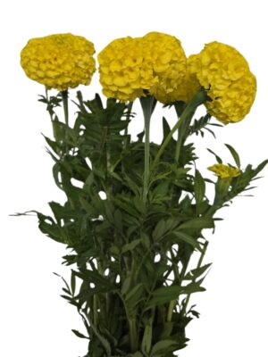Tagete amarillo