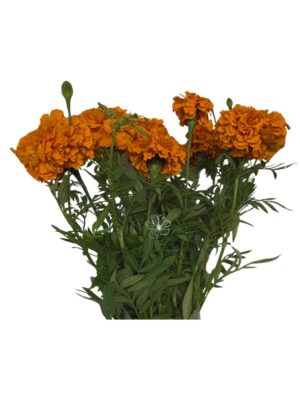 Tagete naranja