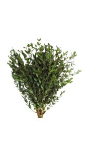 Eucalipto parvifolia