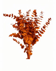 Eucalipto teñido naranja 300 gr