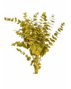 Eucalipto cinerea teñido amarillo 300 gr