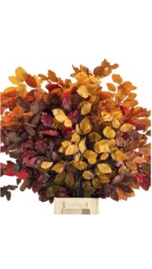 Hojas de haya mix otoño
