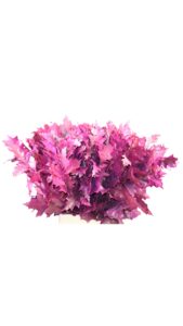Hojas de roble (quercus) fucsia