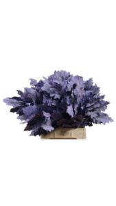 Hojas de roble (quercus) malva