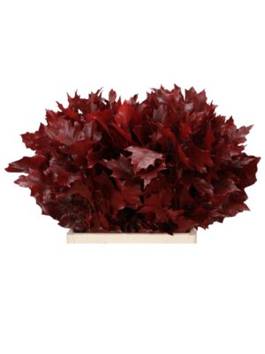 Hojas de roble (quercus) rojo