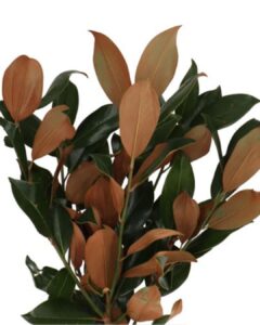 Hojas de magnolio