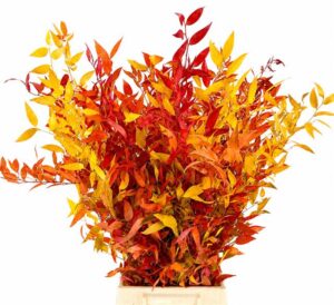 Ruscus mix otoño