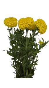 Tagete amarillo