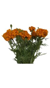 Tagete naranja