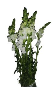 Antirrinum blanco